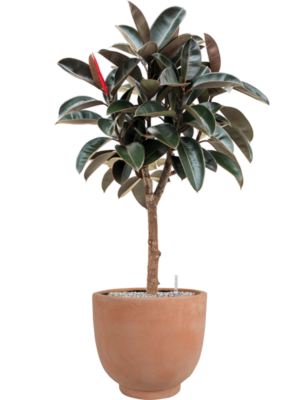 Ficus elastica 'Abidjan' en Terra Cotta Kevin