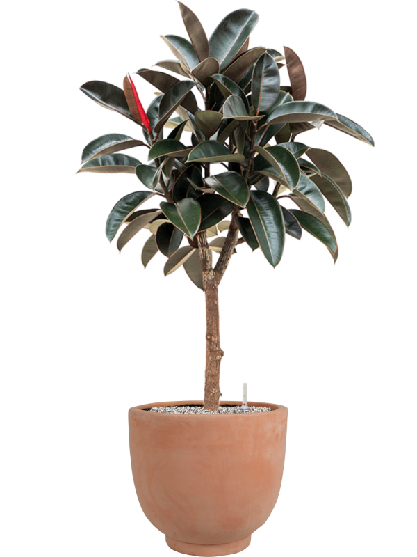 Ficus elastica 'Abidjan' en Terra Cotta Kevin, Ter Steege