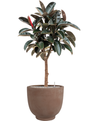 Ficus elastica 'Abidjan' en Terra Cotta Kevin