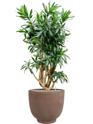 Pleomele reflexa (125cm-145cm) en Terra Cotta Kevin