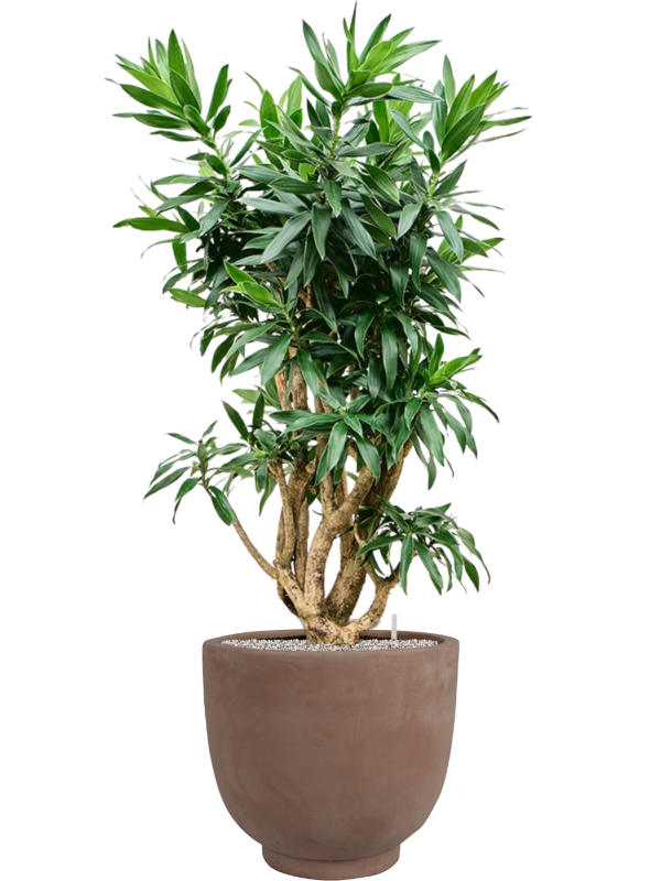 Pleomele reflexa (125cm-145cm) en Terra Cotta Kevin, Ter Steege