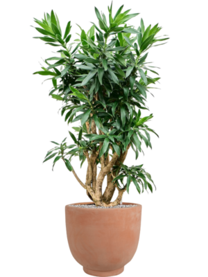 Pleomele reflexa (125cm-145cm) en Terra Cotta Kevin