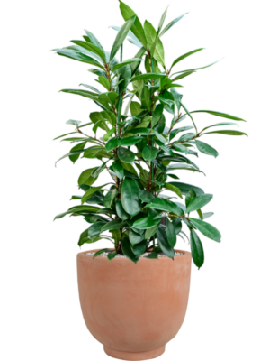 Ficus cyathistipula en Terra Cotta Kevin