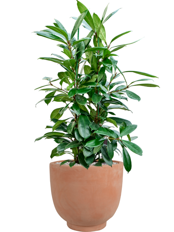 Ficus cyathistipula en Terra Cotta Kevin, Ter Steege
