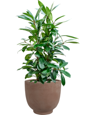 Ficus cyathistipula en Terra Cotta Kevin