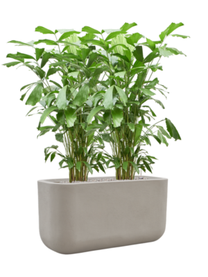 Caryota mitis en Baq Seren