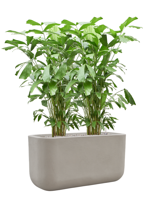 Caryota mitis en Baq Seren