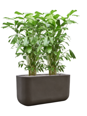 Caryota mitis en Baq Seren