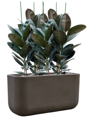 Ficus elastica 'Abidjan' en Baq Seren