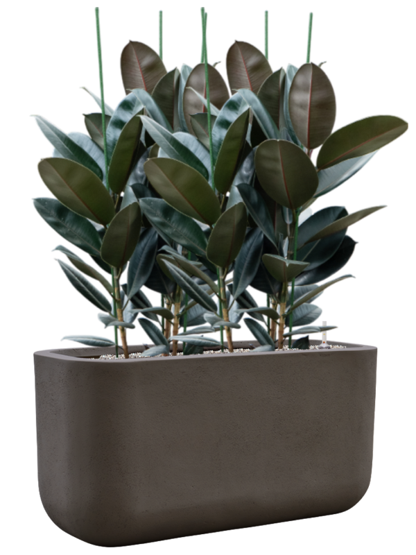 Ficus elastica 'Abidjan' en Baq Seren