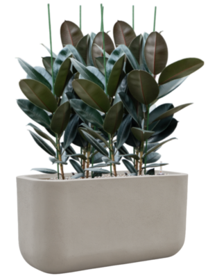 Ficus elastica 'Abidjan' en Baq Seren