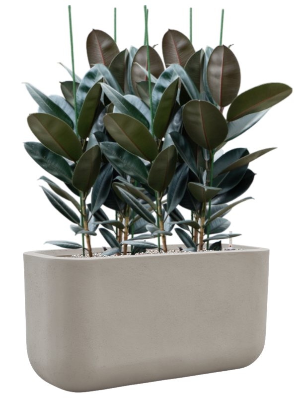 Ficus elastica 'Abidjan' en Baq Seren