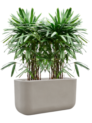 Rhapis excelsa en Baq Seren