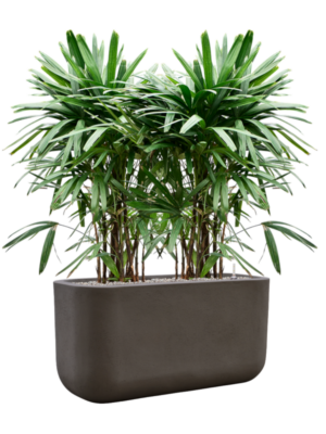 Rhapis excelsa en Baq Seren