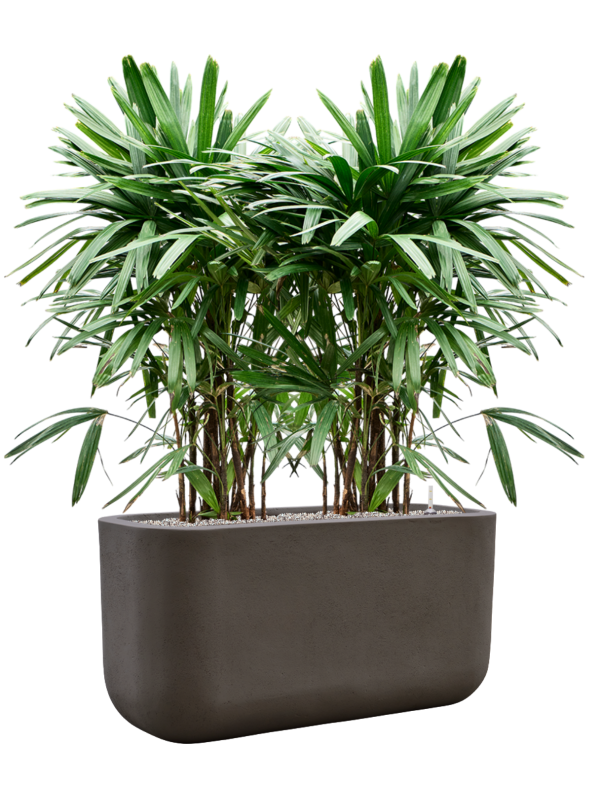 Rhapis excelsa en Baq Seren