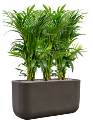 Kentia (Howea) forsteriana en Baq Seren