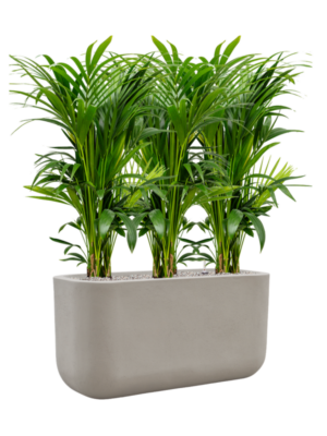 Kentia (Howea) forsteriana en Baq Seren