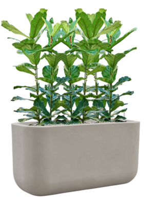 Ficus lyrata en Baq Seren