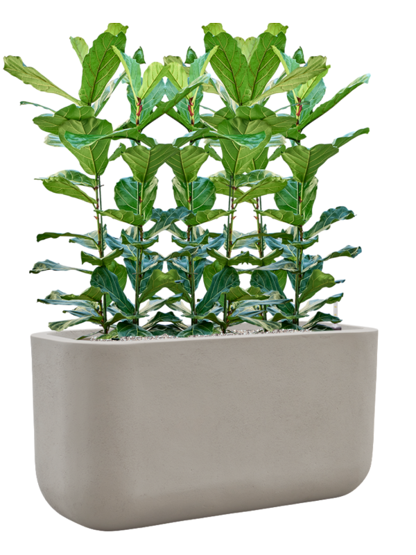 Ficus lyrata en Baq Seren