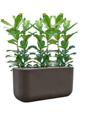 Ficus lyrata en Baq Seren