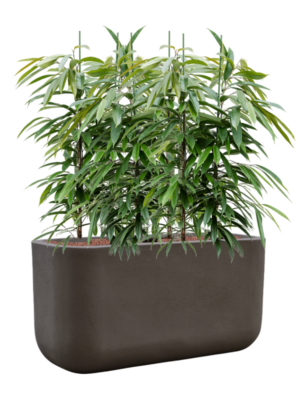 Ficus binnendijkii 'Amstel King' en Baq Seren