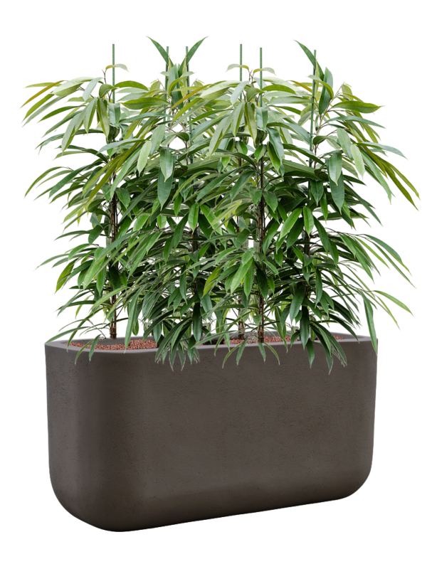 Ficus binnendijkii 'Amstel King' en Baq Seren