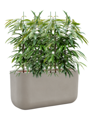 Ficus binnendijkii 'Amstel King' en Baq Seren