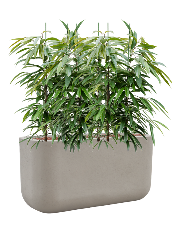 Ficus binnendijkii 'Amstel King' en Baq Seren