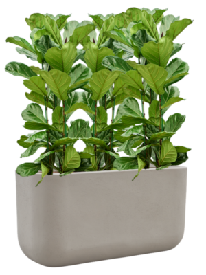 Ficus lyrata en Baq Seren