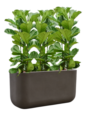 Ficus lyrata en Baq Seren