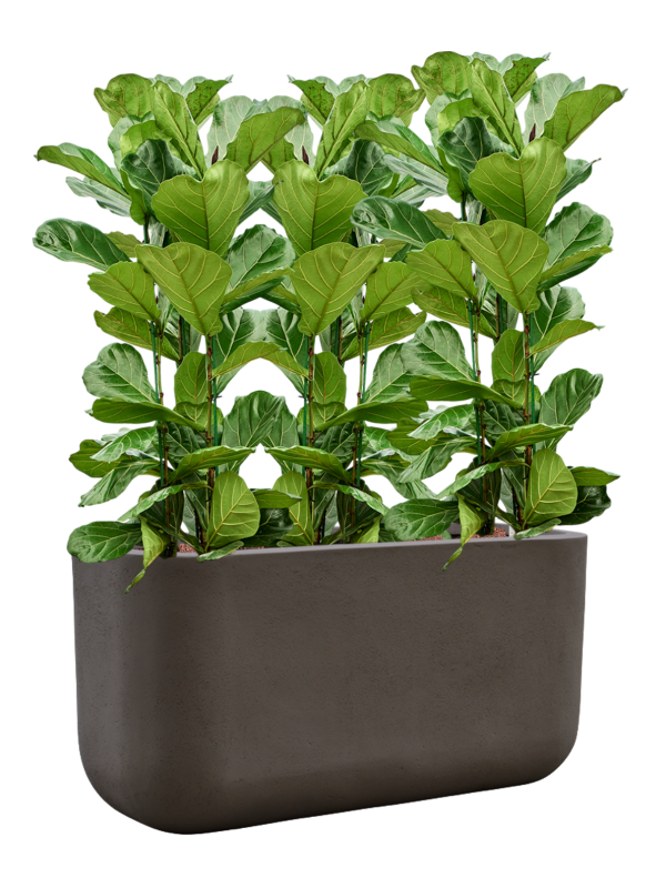 Ficus lyrata en Baq Seren