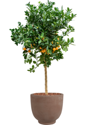 Citrus Calamondin en Terra Cotta Kevin