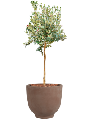 Acca sellowiana en Terra Cotta Kevin