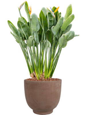 Strelitzia reginae en Terra Cotta Kevin