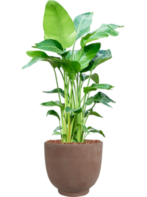 Strelitzia nicolai (140-150) en Terra Cotta Kevin