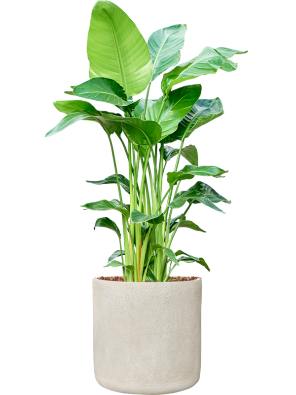 Strelitzia nicolai (140-150) en Antwerp, Private label