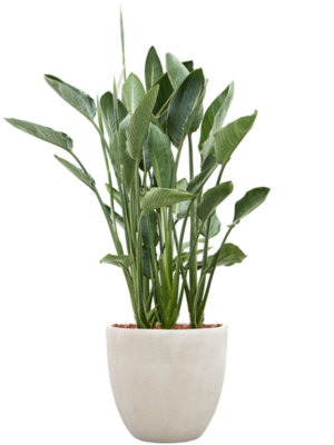 Strelitzia reginae en Antwerp