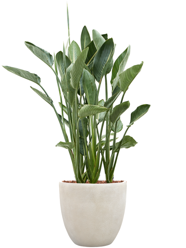 Strelitzia reginae en Antwerp, Private label