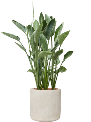 Strelitzia reginae en Antwerp