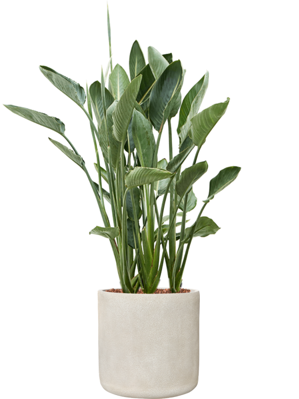 Strelitzia reginae en Antwerp, Private label