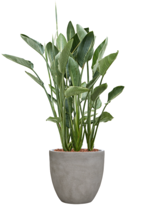 Strelitzia reginae en Antwerp