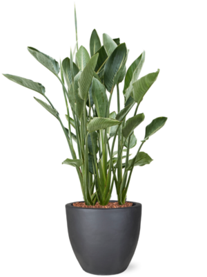 Strelitzia reginae en Plain
