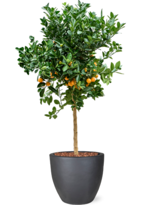 Citrus Calamondin en Plain