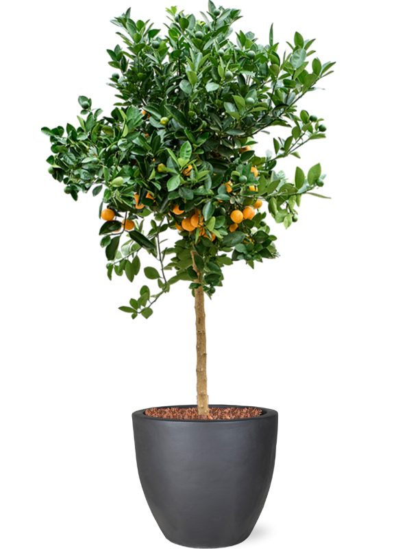 Citrus Calamondin en Plain, Private label