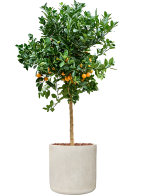 Citrus Calamondin en Antwerp