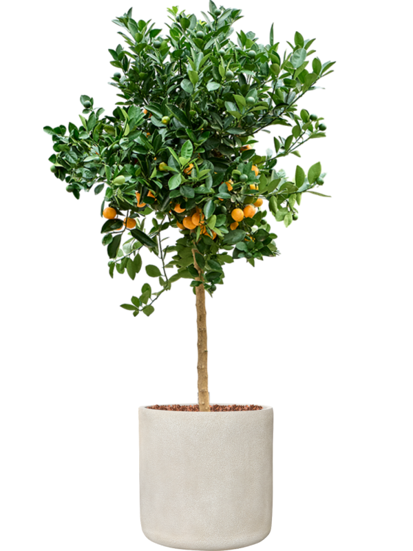 Citrus Calamondin en Antwerp, Private label