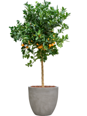Citrus Calamondin en Antwerp