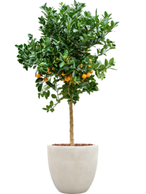Citrus Calamondin en Antwerp