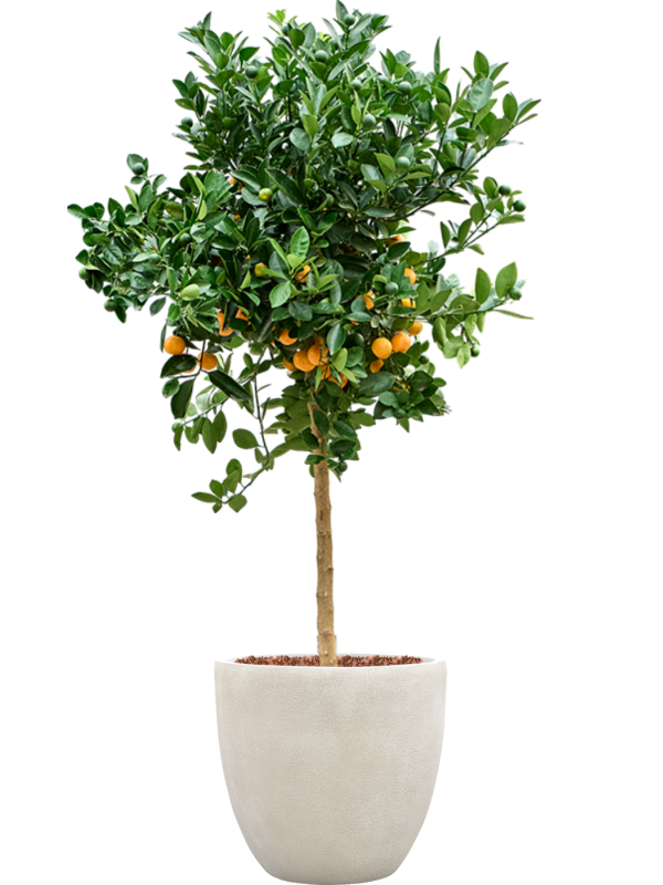 Citrus Calamondin en Antwerp, Private label