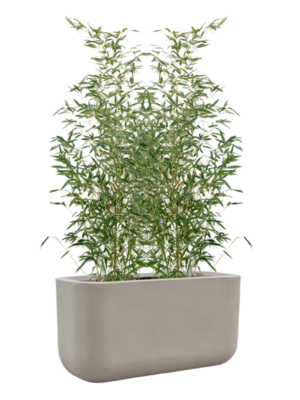 Phyllostachys bissetii en Baq Seren